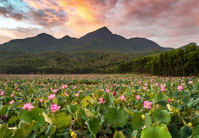 Đầm Sen Trà Lý - Thiên đường sen hồng giữa lòng Quảng Nam