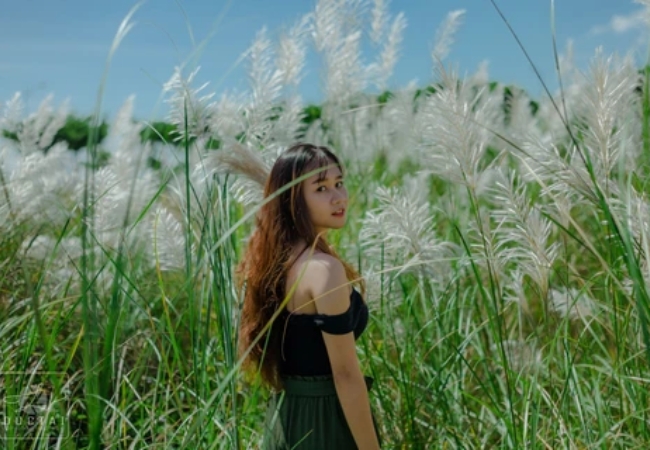 Mùa cỏ lau Đà Nẵng dịu dàng dưới chân cầu Thuận Phước